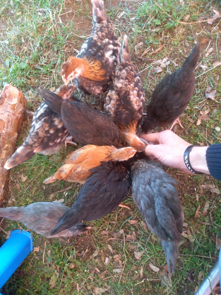 IMG_20210326_111816_1