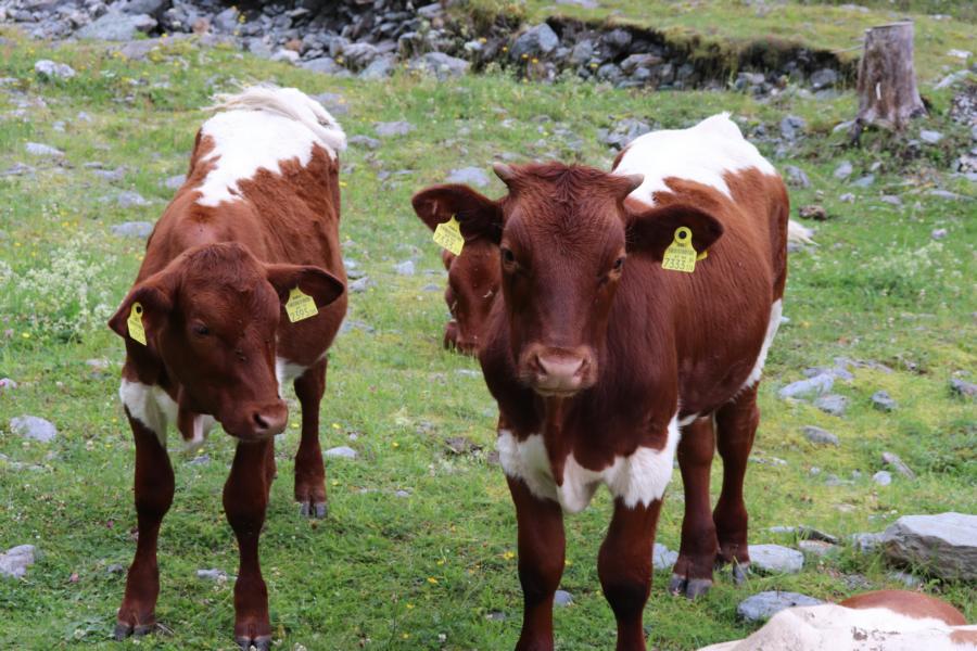 Sommersportwoche_9Kl_24